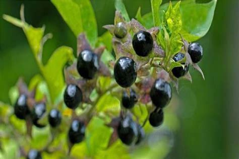 Health Tips | প্রচণ্ড বিষাক্ত গাছ! সোনার থেকেও দামি এই নাইটশেডের ফল ...