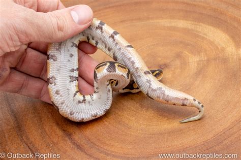 Image result for Za Reptiles Ball Python