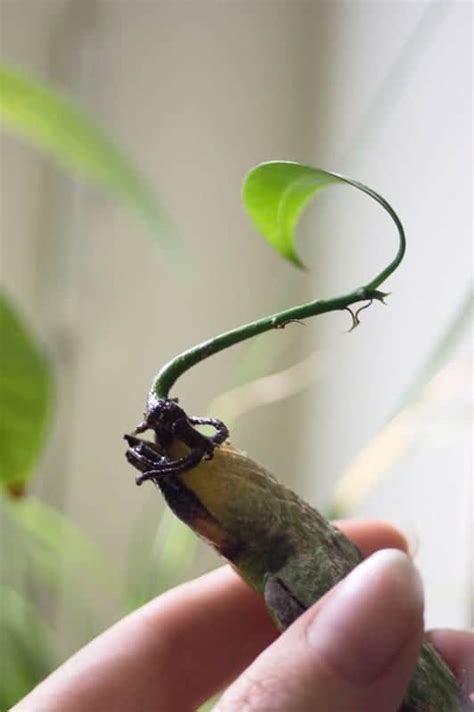 Image result for Mango Sprouting