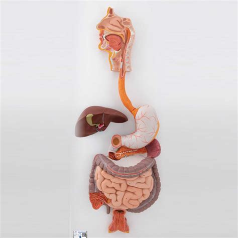 3B Scientific Human Digestive System Model, 3 part - HALOMEDICALS ...