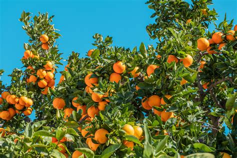 Ingredients – N'Chant