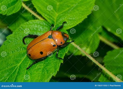 Grapevine Beetle - Pelidnota Punctata Stock Image - Image of scarab, insects: 156311553