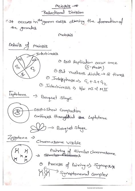 Cell Cycle and Division Notes 的图像结果