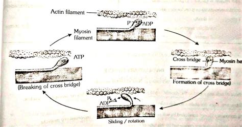 Muscle Contraction Process 的图像结果