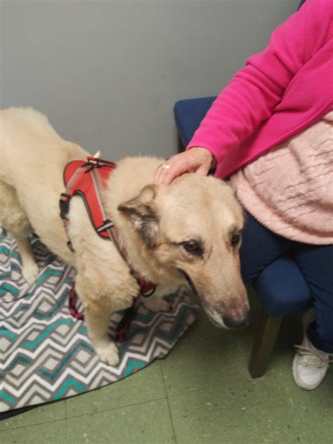 Pet Angel Memorial Center Prices at Bambi Foust blog