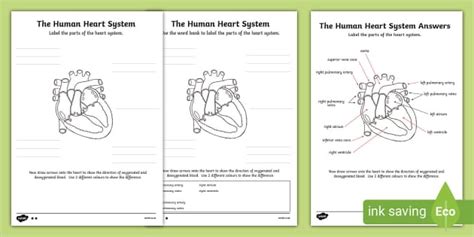Blank Heart Diagram | Labelling Activity