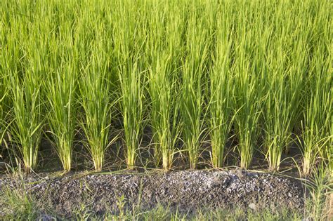 Does The Us Have Rice Fields at Charlotte Mcgowan blog