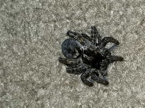 Spiders in Mississippi - Species & Pictures