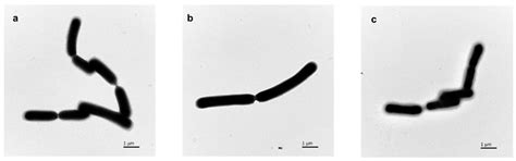 Improvement of the Lyophilization Survival Rate of Lactobacillus casei ...