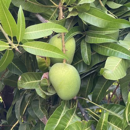 Buy grafted mango hapus (alphonso) plant online at low price