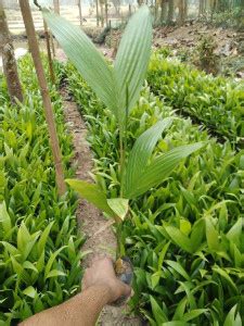 KUMUBON Betel Nut/Supari Plant Price in India - Buy KUMUBON Betel Nut ...