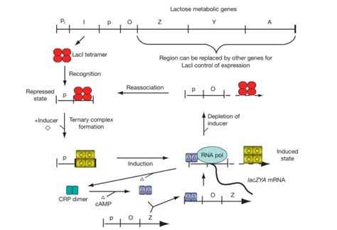 Image result for Lac Operon Chart