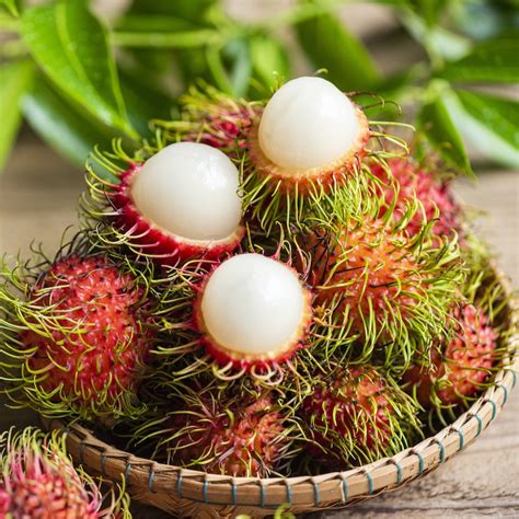 Rambutan fruit plants – Agro Nursery West Bengal