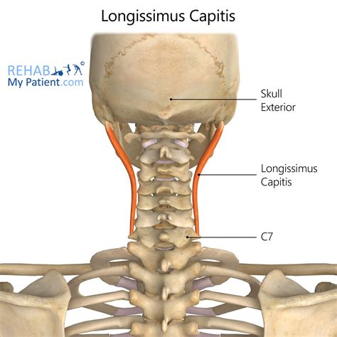 Longissimus Capitis | Rehab My Patient