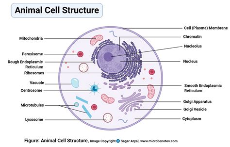 Cell Structure Drawing 的图像结果