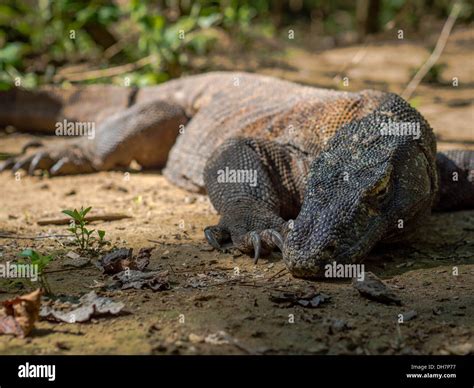 How To See Komodo Dragons In The Wild at Enrique Branham blog