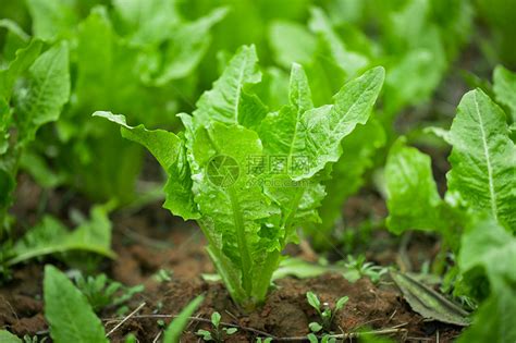 如何种植油菜，种植油菜的九大步骤与技术要点 - 农业百科