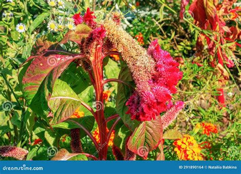 Crested Cockscomb Flower, Scientifically Known As Celosia Argentea ...