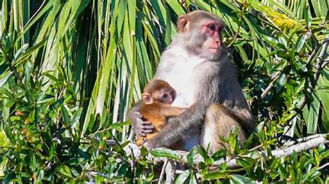 What we know after 43 monkeys escaped a South Carolina research facility - CBS News
