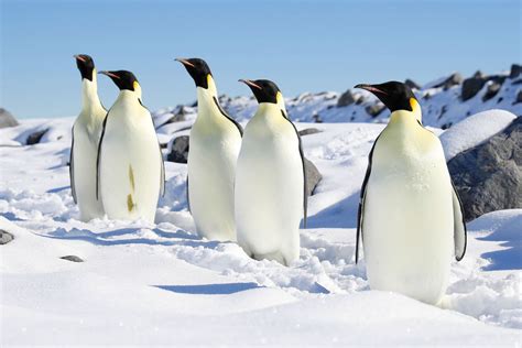 Emperor Penguins Are Protected Under the Endangered Species Act - The ...