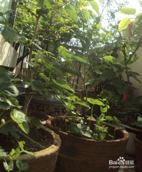 阳台花园：[30]桑树如何种，家里怎么种桑葚树-百度经验