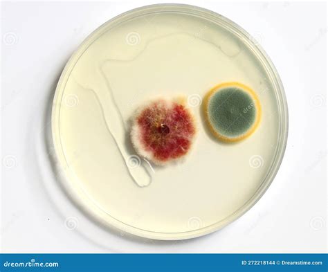 Culture on Nutrient Agar Petri Dish Including Yeasts and Fungi. Stock ...