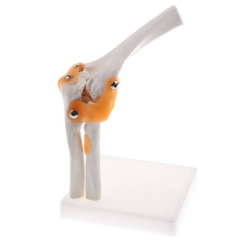 FLAWISH 1:1 Human Elbow Joint Ligament Model with Base School Biology ...