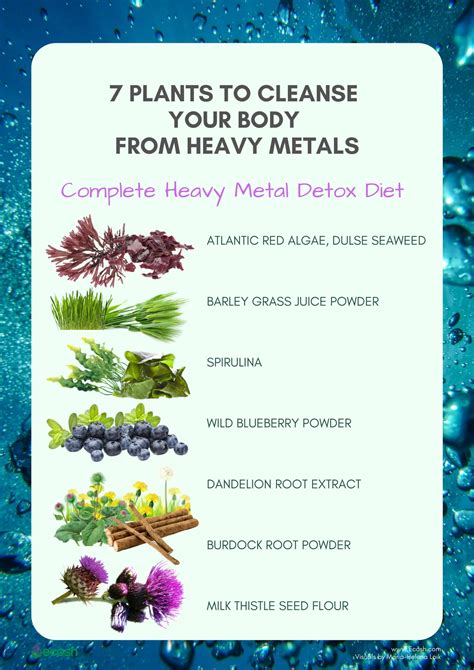 Full Heavy Metal Detox Diet - 7 Plants to Cleanse Your Body - Ecosh