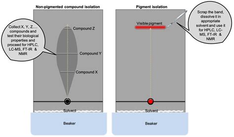 Natural Substrates and Culture Conditions to Produce Pigments from ...
