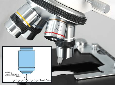 Image result for Compound vs Stereo Microscope
