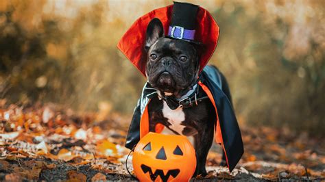 Halloween: cute dogs in costumes for the ultimate cuteness overload!