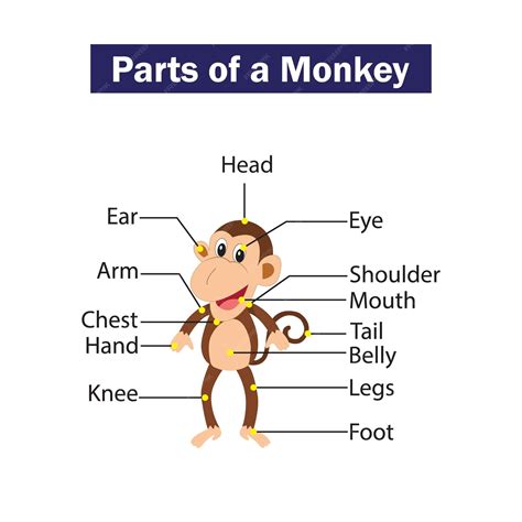 Una ilustración de dibujos animados partes de un mono | Vector Premium