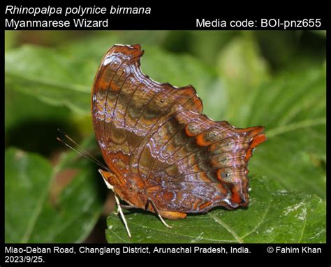 Rhinopalpa polynice (Cramer, [1779]) - Wizard | Butterfly