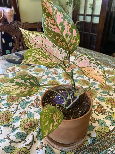 What plant is this? : r/plants