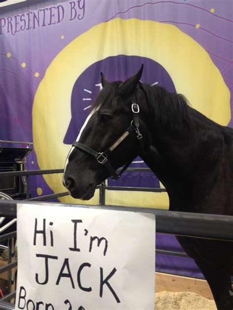 2016 FFA National Convention: Jack the Horse - ZooChat