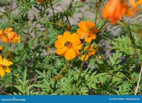 Cosmos, a Genus of Annual and Perennial Plants of the Family Asteraceae ...