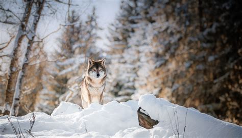 Fond d'écran : forêt, animaux, la nature, ciel, neige, hiver, la glace, gel, faune, fourrure ...