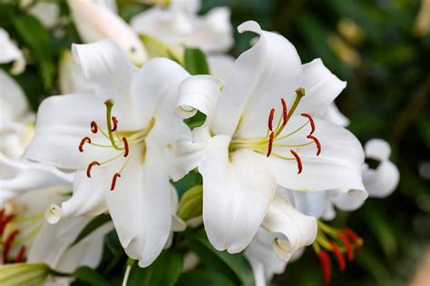 White Lilies: Meaning, Symbolism, and Proper Occasions - A-Z Animals