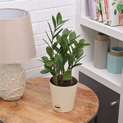 Puspita Nursery ZZ Plant, Zamia Air Purifer Plant With Pot (Zamioculca