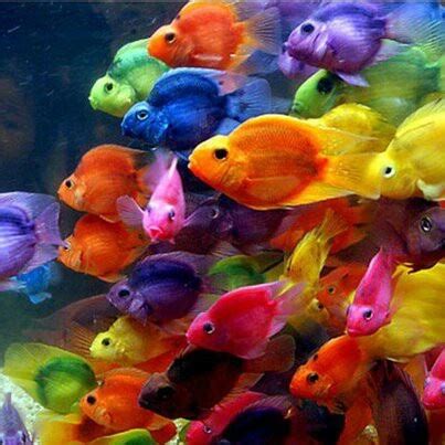 Pin by Marika Baymler on Sea Life | Beautiful fish, Animals beautiful ...