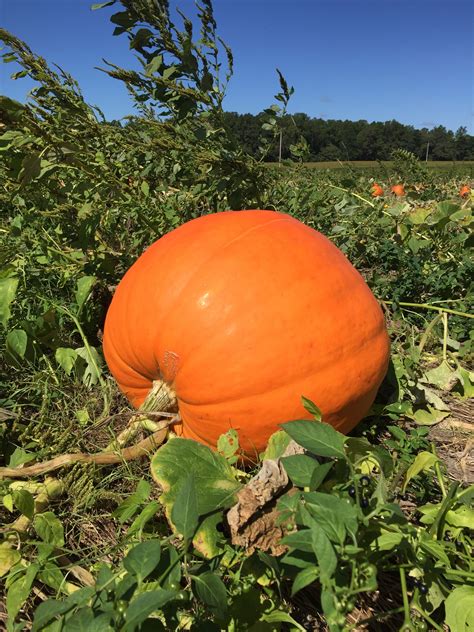 How to grow pumpkins in containers small space gardening – Artofit