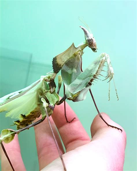 The Giant Devil’s Flower Mantis : r/mildlyterrifying