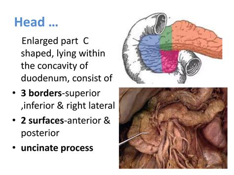 ANATOMY OF PANCREAS | PPTX