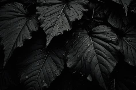 Black Leaf