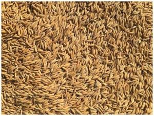 Abamec Sona Masoori Rice Seed Price in India - Buy Abamec Sona Masoori ...
