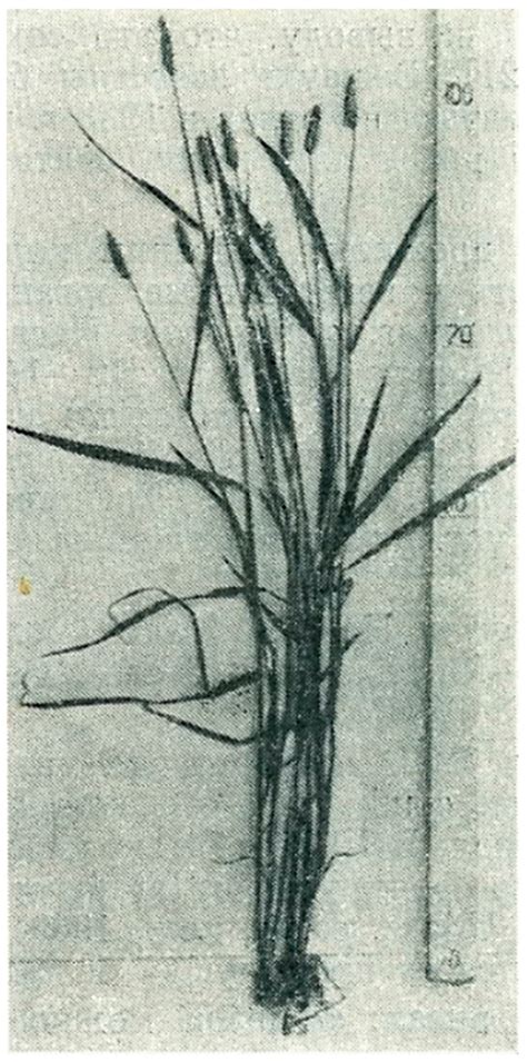 Exploring the Origins of Hexaploid Wheats: Typification of ...