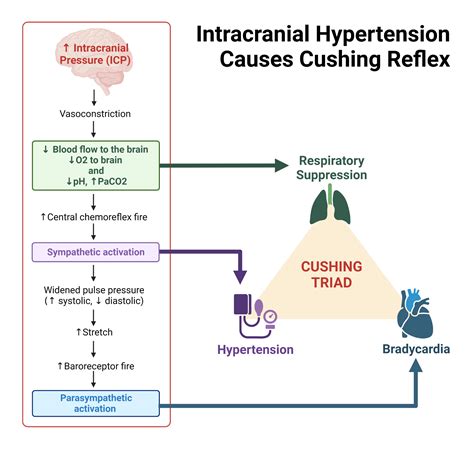 Intracranial Hypertension Causes Cushing Reflex | BioRender Science Templates