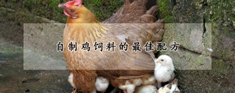 这些运用了部分发酵饲料的鸡场明显降低了市场带来的风险_现代生态养鸡技术_生态养殖技术_高效生态养殖技术网