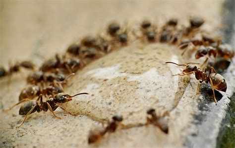 Get Rid of Sugar Ants Without Spraying Chemicals | Pest & Pollinator LLC