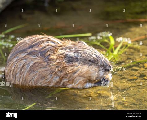 Wild animal Muskrat, Ondatra zibethicuseats, eats on the river bank ...